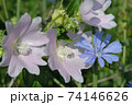Wild mallow and chicory flowers 74146626