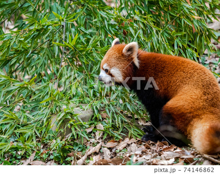 可愛いレッサーパンダ 74146862