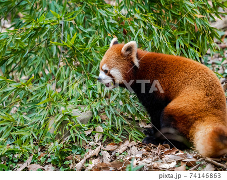 可愛いレッサーパンダ 74146863