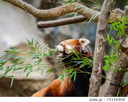 可愛いレッサーパンダ　食事 74146908