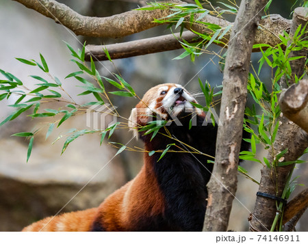 可愛いレッサーパンダ 食事 可愛いレッサーパンダ 食事 74146911