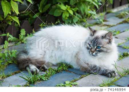 Neva Masquerade cat with big blue eyes laying on walkway Neva Masquerade cat with big blue eyes laying on walkway 74146994