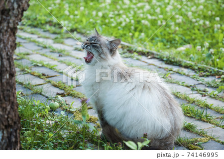 Neva Masquerade cat yawns walking in garden Neva Masquerade cat yawns walking in garden 74146995