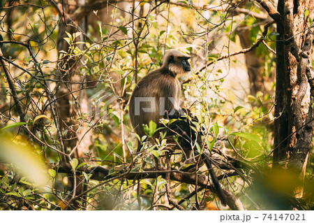 Goa, India. Funny Gray Langur Monkey With Newborn Sitting On Of Tree Branch. Monkey With Baby Goa, India. Funny Gray Langur Monkey With Newborn Sitting On Of Tree Branch. Monkey With Baby 74147021