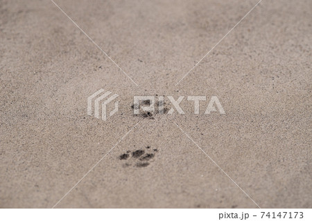 猫の足あと 74147173