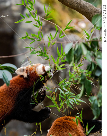 可愛いレッサーパンダ　食事 74147323
