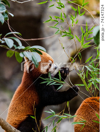 可愛いレッサーパンダ　食事 74147324
