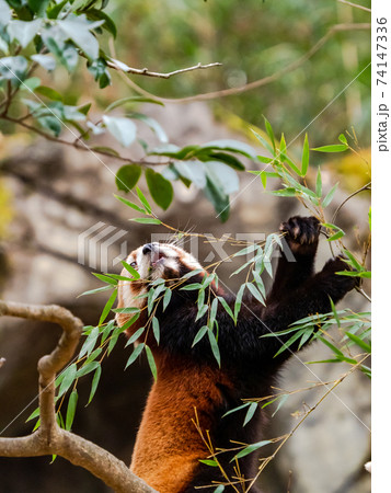 可愛いレッサーパンダ 食事 可愛いレッサーパンダ 食事 74147336