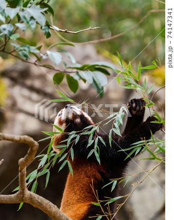 可愛いレッサーパンダ 食事 可愛いレッサーパンダ 食事 74147341