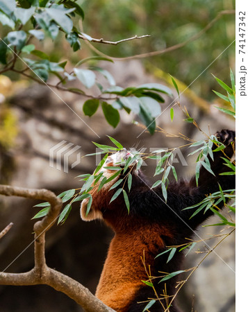 可愛いレッサーパンダ 食事 可愛いレッサーパンダ 食事 74147342