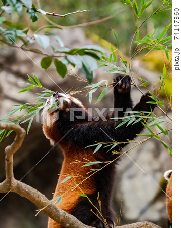 可愛いレッサーパンダ 食事 可愛いレッサーパンダ 食事 74147360