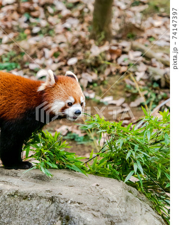 可愛いレッサーパンダ 食事 可愛いレッサーパンダ 食事 74147397