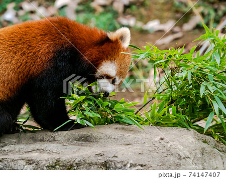 可愛いレッサーパンダ 食事 可愛いレッサーパンダ 食事 74147407