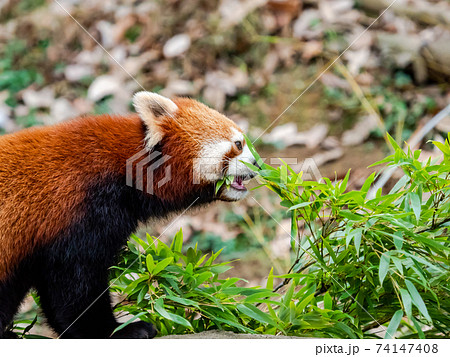 可愛いレッサーパンダ　食事 74147408