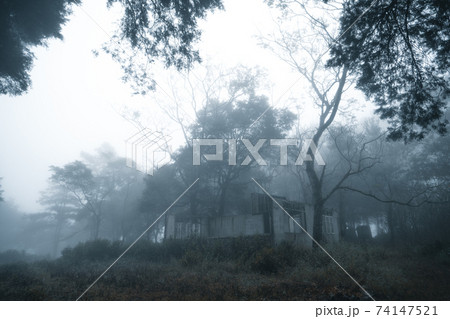 Misty forest,Fog and pine forest in the winter tropical forest 74147521