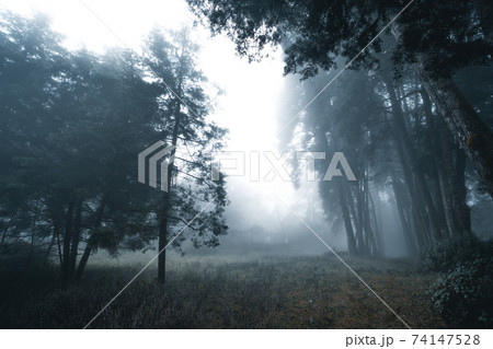 Misty forest,Fog and pine forest in the winter tropical forest Misty forest,Fog and pine forest in the winter tropical forest 74147528