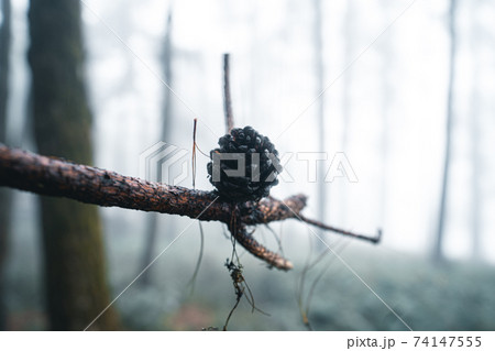 Misty forest,Fog and pine forest in the winter tropical forest Misty forest,Fog and pine forest in the winter tropical forest 74147555