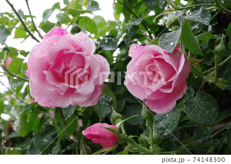 雨に濡れたピンク色の薔薇 雨に濡れたピンク色の薔薇 74148300