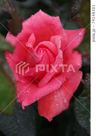 雨に濡れた赤い薔薇 雨に濡れた赤い薔薇 74148301
