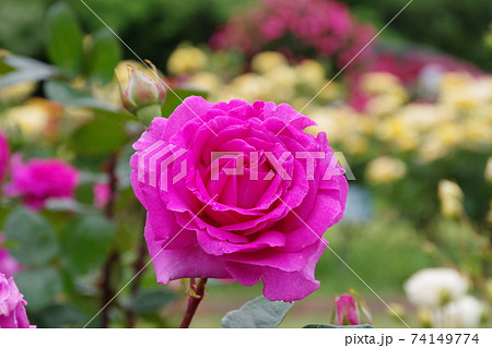 ローズガーデンに咲くマゼンタカラーの薔薇の写真素材