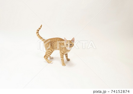 白バックで尻尾を上げた茶トラの子猫のビッケ 74152874