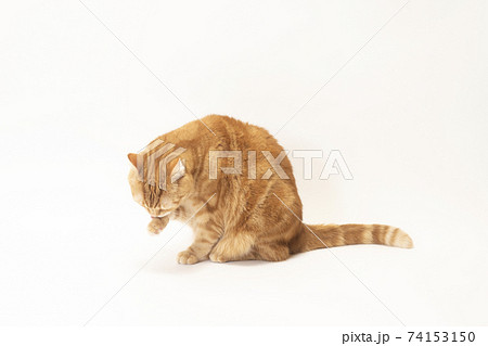 グルーミングをする猫のにゃーすけ(スコティシュフォールド) グルーミングをする猫のにゃーすけ(スコティシュフォールド) 74153150