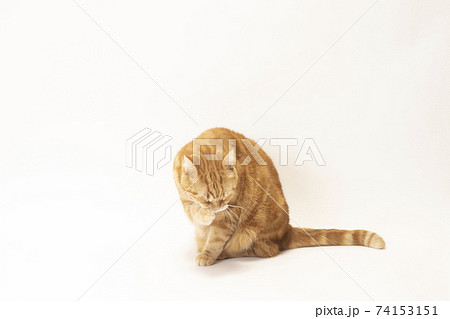 グルーミングをする猫のにゃーすけ（スコティシュフォールド） 74153151