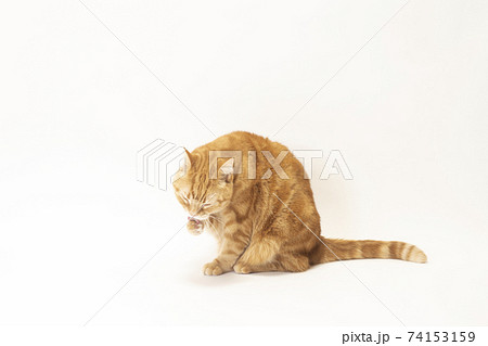 グルーミングをする猫のにゃーすけ スコティシュフォールド の写真素材