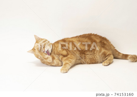 寝転んでグルーミングをする猫のにゃーすけ（スコティシュフォールド） 74153160