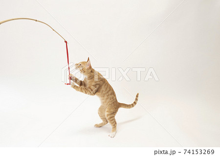 赤いリボンを掴んだ茶トラの子猫のビッケの写真素材 [74153269] - PIXTA