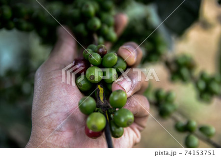 Roasted Coffee Bean, Coffee - Drink, Hot Drink, Colombia, Brazil 74153751