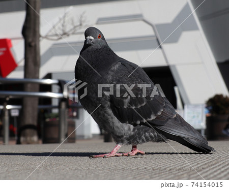 「東京都」秋葉原の土鳩 74154015