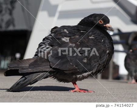 「東京都」秋葉原の土鳩 「東京都」秋葉原の土鳩 74154027