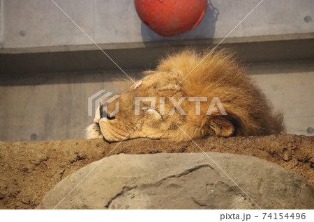 円山動物園 眠りにつくライオンの写真素材