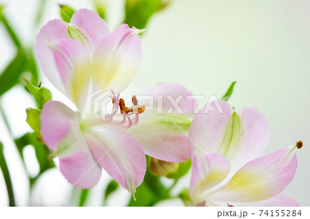 ピンクのアルストロメリア ピンクのアルストロメリア 74155284