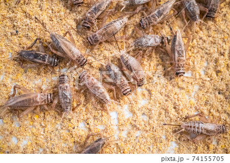 Feeding crickets in a cement pond Feeding crickets in a cement pond 74155705