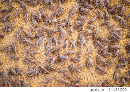 Feeding crickets in a cement pond Feeding crickets in a cement pond 74155706