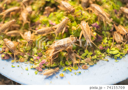 Feeding crickets in a cement pond 74155709