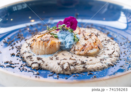 Seared scallop appetizer in dish Seared scallop appetizer in dish 74156263