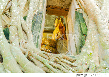 Buddha Statue and Tree Roots 74156298