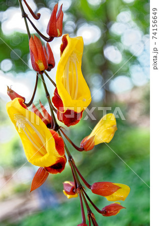 Clock Vine flowers - Thunbergia Mysorensis 74156649