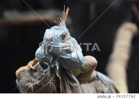 グリーンイグアナ グリーンイグアナ 74157742