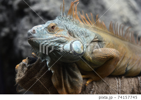 グリーンイグアナ 74157745