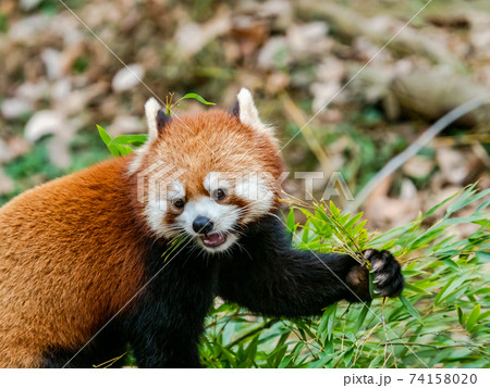 可愛いレッサーパンダ　食事 74158020