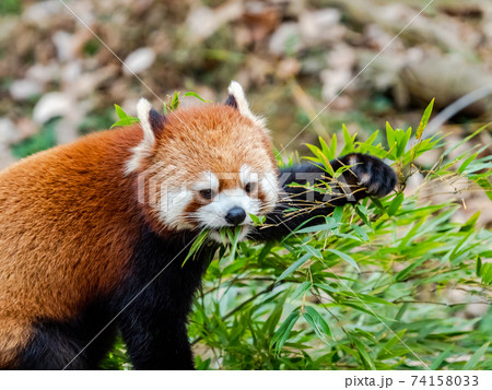 可愛いレッサーパンダ 食事 可愛いレッサーパンダ 食事 74158033