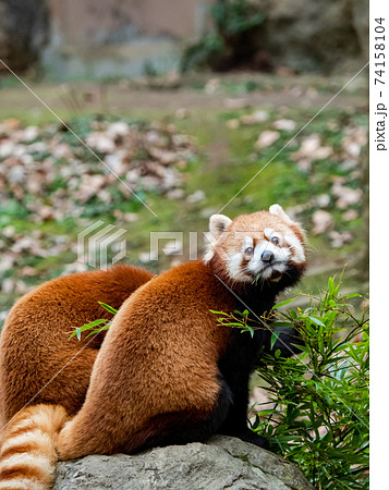 可愛いレッサーパンダ 食事 可愛いレッサーパンダ 食事 74158104