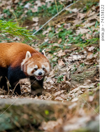 可愛いレッサーパンダ 74158122