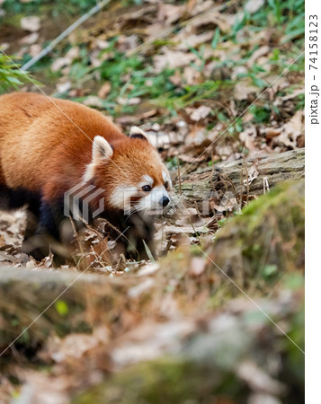 可愛いレッサーパンダ 74158123
