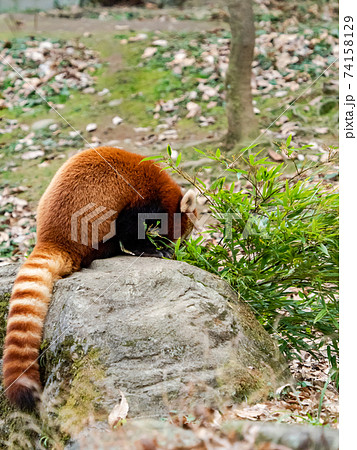 可愛いレッサーパンダ 食事 可愛いレッサーパンダ 食事 74158129