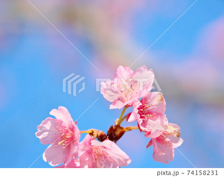 透明感のある綺麗な河津桜と空 透明感のある綺麗な河津桜と空 74158231